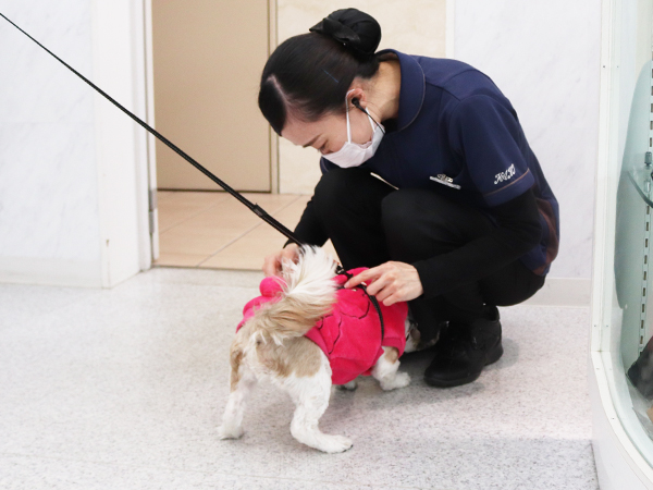 モデル犬の里帰り♪～まるちゃん～
